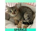 Adopt Sparkle a Domestic Short Hair