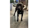 Adopt Ram a Chocolate Labrador Retriever