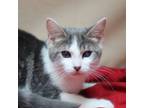 Adopt Milky Way a Domestic Short Hair, Tabby