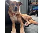 Adopt Cain -- Courtesy Post a German Shepherd Dog, Greyhound