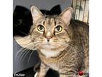 Adopt Gizmo a Domestic Short Hair