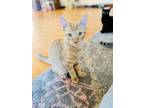 Adopt Caramel a American Shorthair