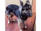 Adopt Bo Jangles a German Shepherd Dog