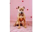 Adopt Dewey a American Staffordshire Terrier, Mixed Breed