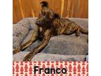 Adopt Franco a Dutch Shepherd, Labrador Retriever