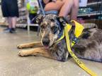 Adopt Ike a Catahoula Leopard Dog, Mixed Breed