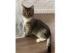 Adopt Alfy ( Alfred) a Domestic Short Hair