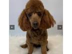 Poodle (Toy) Puppy for sale in Fayetteville, AR, USA