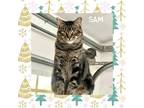 Adopt Sam a Domestic Short Hair