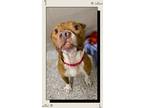 Adopt Stewart - Urgent Stuck in Boarding a Boxer, Terrier