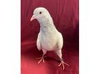 Adopt Frosty a Pigeon