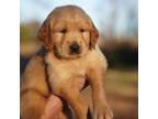 Golden Retriever Puppy for sale in Four Oaks, NC, USA