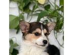 Pembroke Welsh Corgi Puppy for sale in Spokane, WA, USA