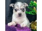 Chihuahua Puppy for sale in Laurel, MS, USA