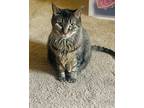 Adopt Alayna / Annie a Brown Tabby Domestic Shorthair / Mixed (short coat) cat