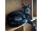Adopt Evee a Tortoiseshell Domestic Shorthair / Mixed cat in Huntsville