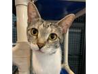 Adopt Leela a Domestic Shorthair / Mixed (short coat) cat in South Bend