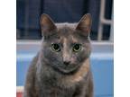 Adopt Aphrodite a Domestic Shorthair / Mixed (short coat) cat in South Bend