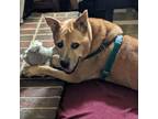 Adopt Beluga a Brown/Chocolate Carolina Dog / Mixed dog in Austin, TX (35753794)