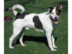 Adopt Pinto a White - with Black Cattle Dog dog in Papillion, NE (37605207)