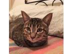 Adopt RUGGER a Brown Tabby Domestic Shorthair / Mixed (short coat) cat in