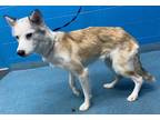 Adopt ELLE a White - with Brown or Chocolate Husky / Mixed dog in San Antonio