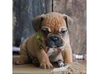 French Bulldog Puppy for sale in Koshkonong, MO, USA