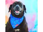Adopt Roscoe JuM a Black Labrador Retriever / Rottweiler / Mixed dog in North
