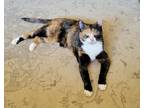 Adopt Calypso a Tortoiseshell Domestic Shorthair / Mixed (short coat) cat in