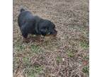 Rottweiler Puppy for sale in Princeton, NC, USA