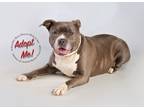 Adopt Medusa a Gray/Silver/Salt & Pepper - with White Staffordshire Bull Terrier