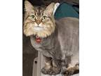 Adopt Missy/Muppet a Brown Tabby Domestic Mediumhair / Mixed (medium coat) cat