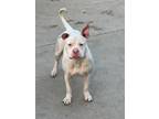 Adopt Canelo a White American Pit Bull Terrier / Mixed dog in Riverside