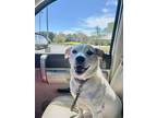 Adopt Billy a White - with Tan, Yellow or Fawn Jack Russell Terrier / Mixed dog