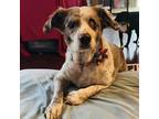 Adopt Chloe SYG* a Australian Shepherd / Mixed dog in Cincinnati, OH (38018630)