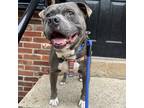 Adopt Tyson a Gray/Silver/Salt & Pepper - with Black Mixed Breed (Large) / Mixed