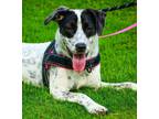 Adopt Susie Q a White - with Black Australian Cattle Dog / Mixed Breed (Medium)