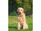 Adopt Socks a Red/Golden/Orange/Chestnut Golden Retriever dog in Kelowna