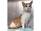 Adopt 655738 a White Domestic Shorthair / Domestic Shorthair / Mixed cat in
