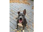 Adopt Phoenix a American Pit Bull Terrier dog in Twin Falls, ID (37824209)