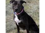 Adopt Bella a American Pit Bull Terrier / Labrador Retriever / Mixed dog in