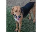 Adopt Slate a Mixed Breed (Medium) / Mixed dog in Ocala, FL (37905347)