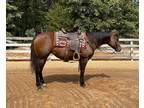 Excellent Ranch Riding Horse