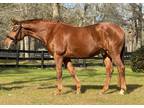 World Class 2018 Hannoverian Gelding 10 mover with dream disposition!