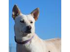Adopt Travis a White - with Tan, Yellow or Fawn Cattle Dog / Feist / Mixed dog
