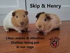 Adopt Henry a Guinea Pig small animal in Lindsay, ON (37548415)