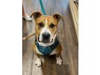 Adopt Atlas A045169 a Boxer / Mixed Breed (Medium) / Mixed dog in Sharpsburg
