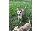 Adopt Cleopatra a Tan/Yellow/Fawn - with White Husky dog in Lafayette