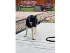 Adopt Azure a Black German Shepherd Dog / Husky dog in Spring, TX (38017680)