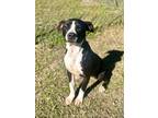 Adopt Bentley a Labrador Retriever / American Pit Bull Terrier / Mixed dog in